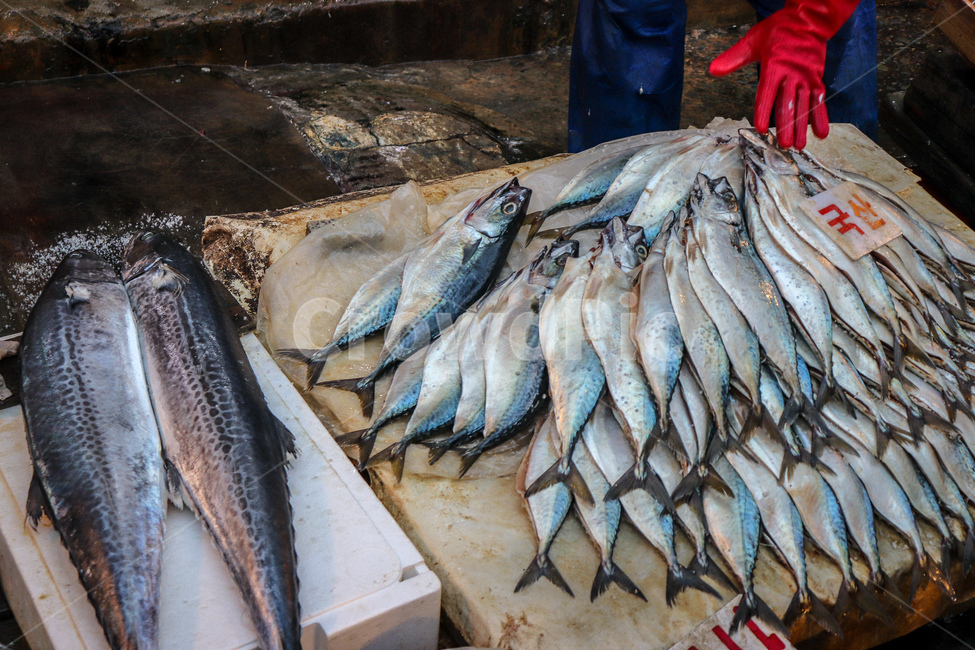 생선,고등어,시장,상인,좌판,수산물,해산물,풍경,5일장,marketplace,fish,시장,마트,마켓,market,mart,market place,음식,식재료,요리,food,cook,meal,dishes,food reserves,수산물,해산물,fishery products,seafood