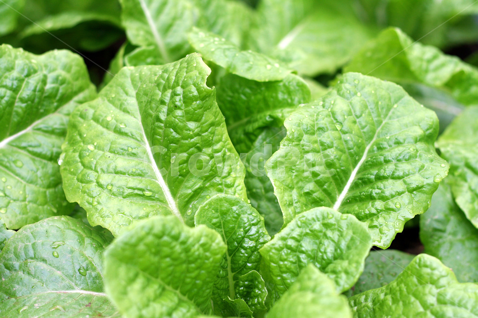 상추,상추재배,쌈채소,텃밭,상추농사,식물,자연,plants,nature