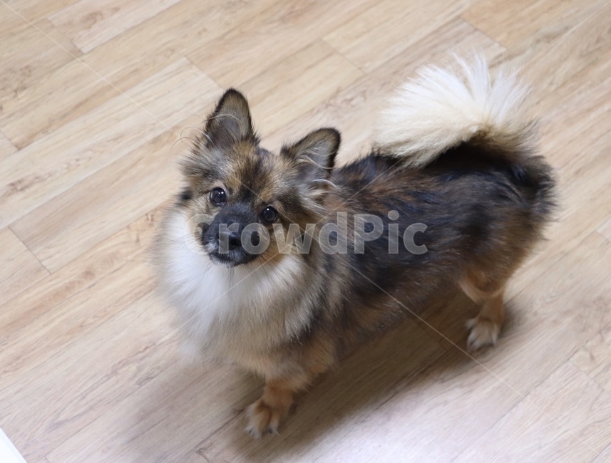 강아지,동물,반려동물,dog,puppy,동물,animal,포유류,mammal,개,강아지,dog,doggy