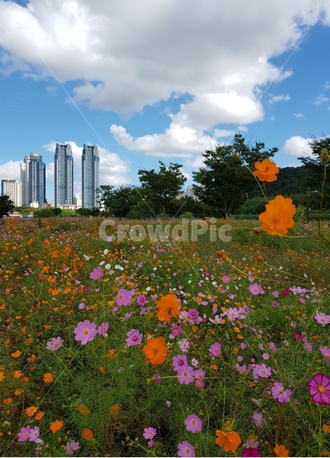 꽃,코스모스,가을,자연,하늘,구름,flower,sky,nature,fall,cosmos,cloud