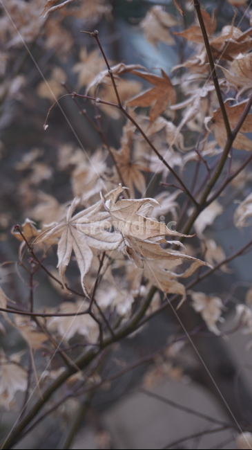 자연,풍경,나뭇잎,낙엽,겨울낙엽,겨울식물,잎,식물,나무,tree,leaf,plant,나뭇가지