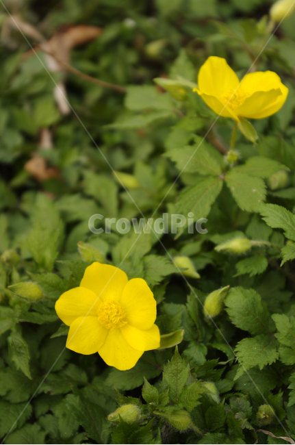 봄,spring,계절,식물,plant,자연,nature,꽃,flower,식물,자연,plants,nature,꽃,flower