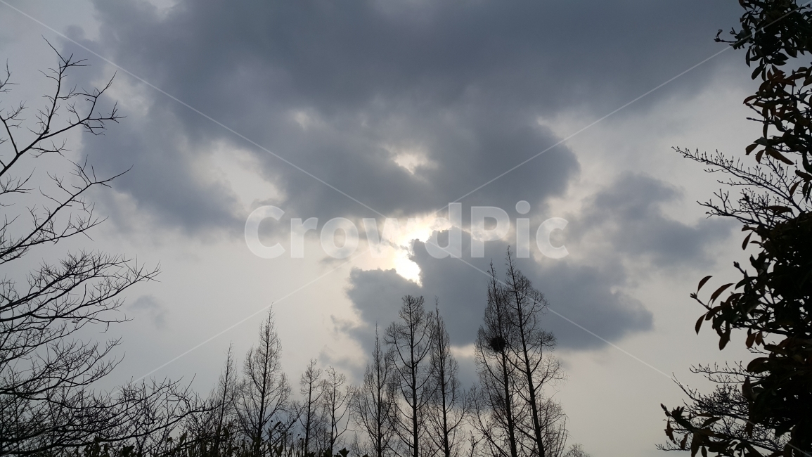sky,tree,winter,branch,cloud,bough,cloudy,cloudyday,cloudysky,cloudy sky