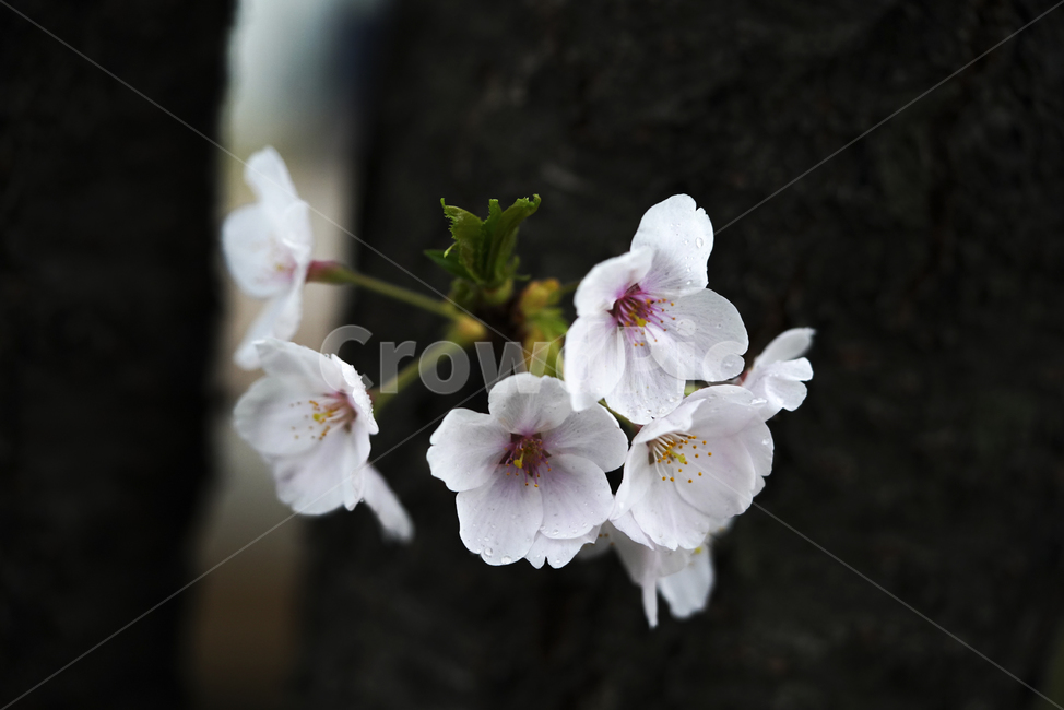 꽃,벚꽃,봄,계절,플라워,화이트,흰색,하얀색,생물,감성,느낌,식물,flower,spring,white,봄,계절,spring,season,식물,자연,plants,nature,꽃,flower,blossom,geranium,제라늄,plant