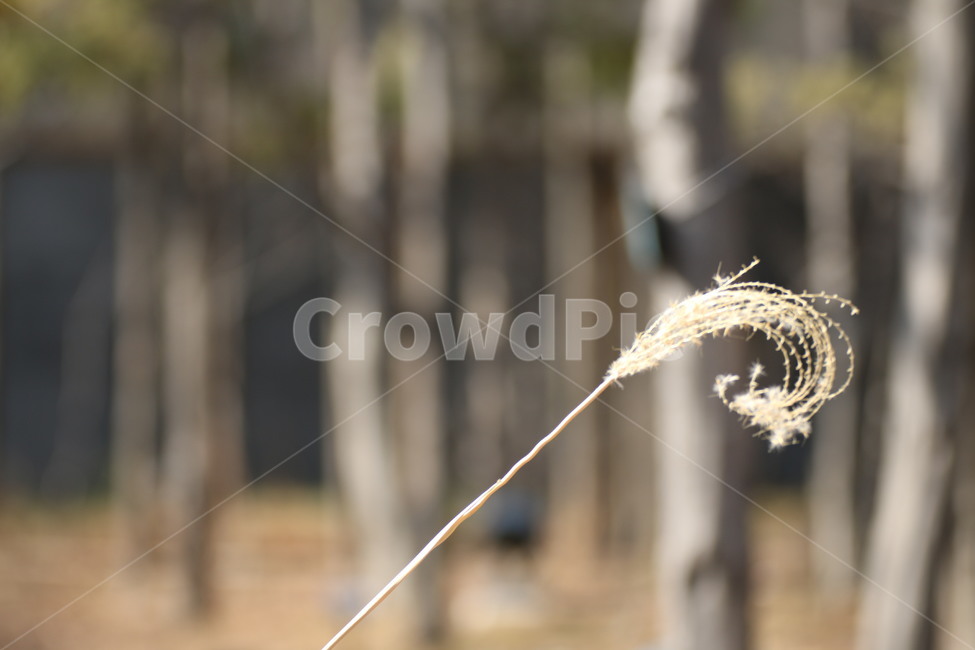 갈대,억새,감성,감성사진,선유도,선유도공원,식물,자연,plants,nature