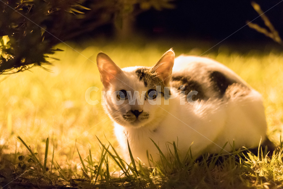 고양이,길고양이,경계,동물,야생동물,동물,animal,포유류,mammal,고양이,cat,kitten,kitty