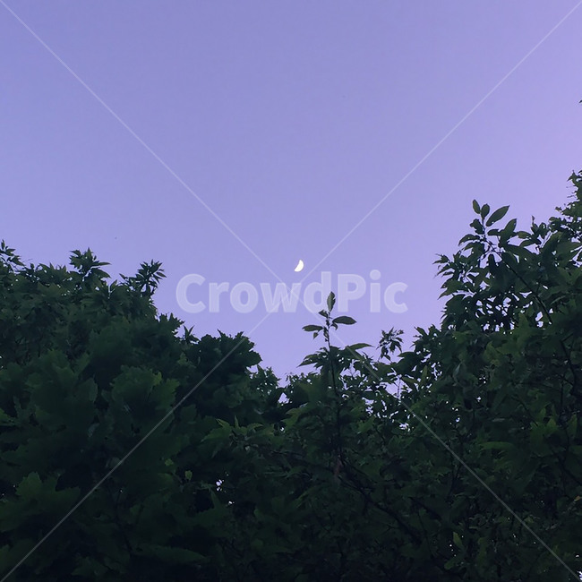 하늘,배경,보라색,나뭇잎,초승달,달,나무,tree,moon,leaf,purple,background,sky,밤,night,저녁