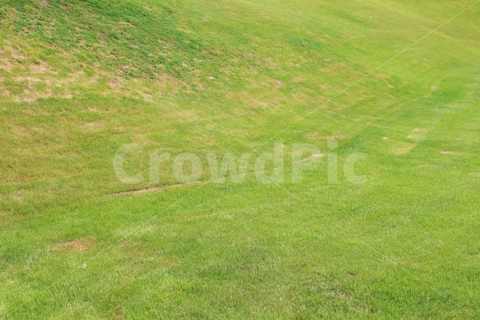 잔디,풀,잡초,초록,초록색,자연,야외,공원,정원,자연,풍경,nature,landscape,plant,식물,grass