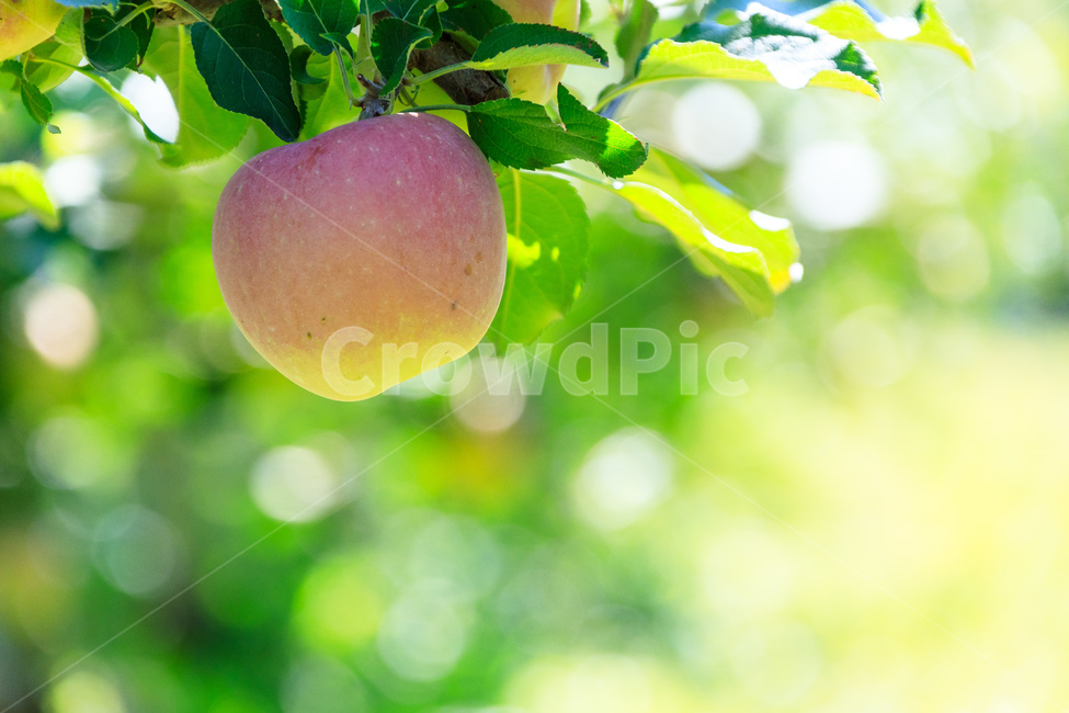 사과,나무,과일나무,사과나무,과수원,과일,농업,수확,식물,자연,plants,nature,과일,열매,fruit,감성,sensible,feeling