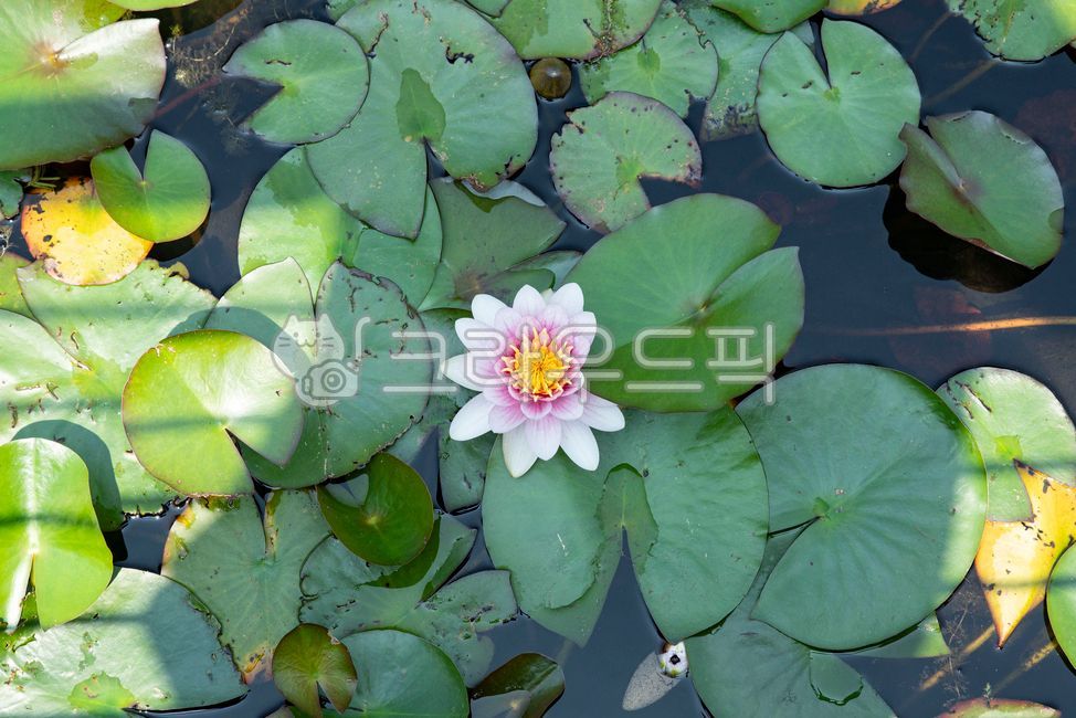 연꽃,여름꽃,꽃,활짝,plant,식물,lily,백합,flower,식물,자연,plants,nature,꽃,flower