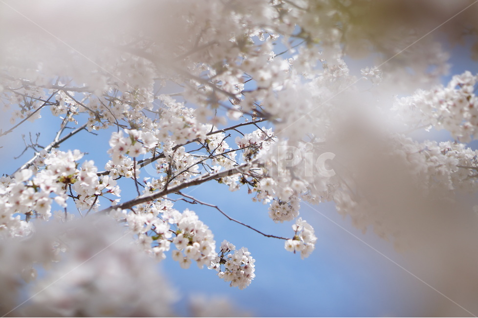 벚꽃,흰색,풍경,하늘,파랑,봄,봄,계절,spring,season,식물,자연,plants,nature,꽃,flower,plant