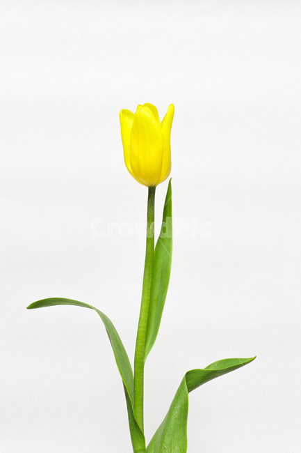 꽃,식물,flower,blossom,plant,튤립,꽃,flower