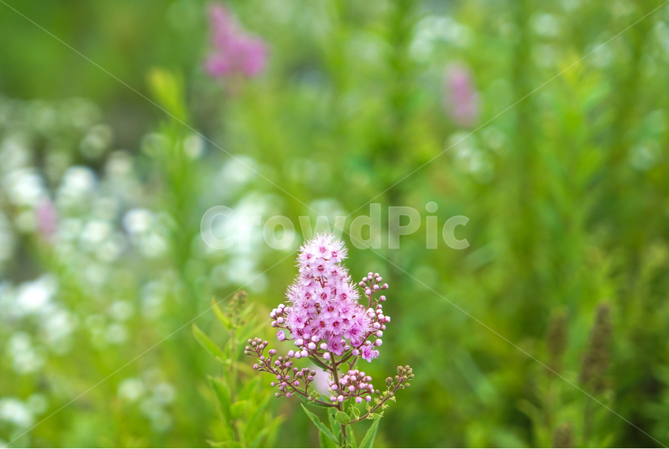 꽃,들,들꽃,자연,식물,개망초,식물,자연,plants,nature,꽃,flower