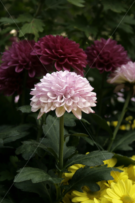 국화,꽃,가을,flower,식물,식물,자연,plants,nature,꽃,flower