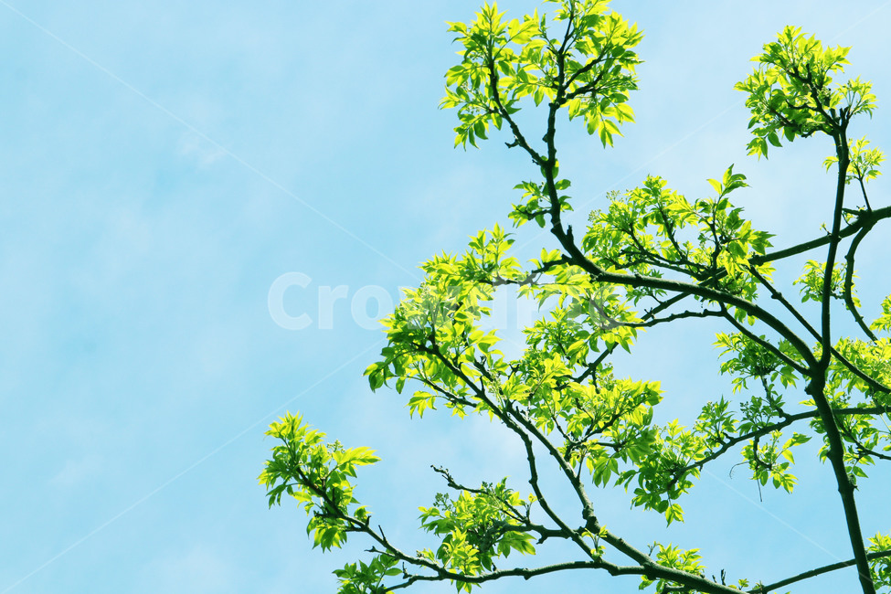 자연풍경,제주도,나무,녹색식물,tree,자연,풍경,nature,landscape,식물,plants