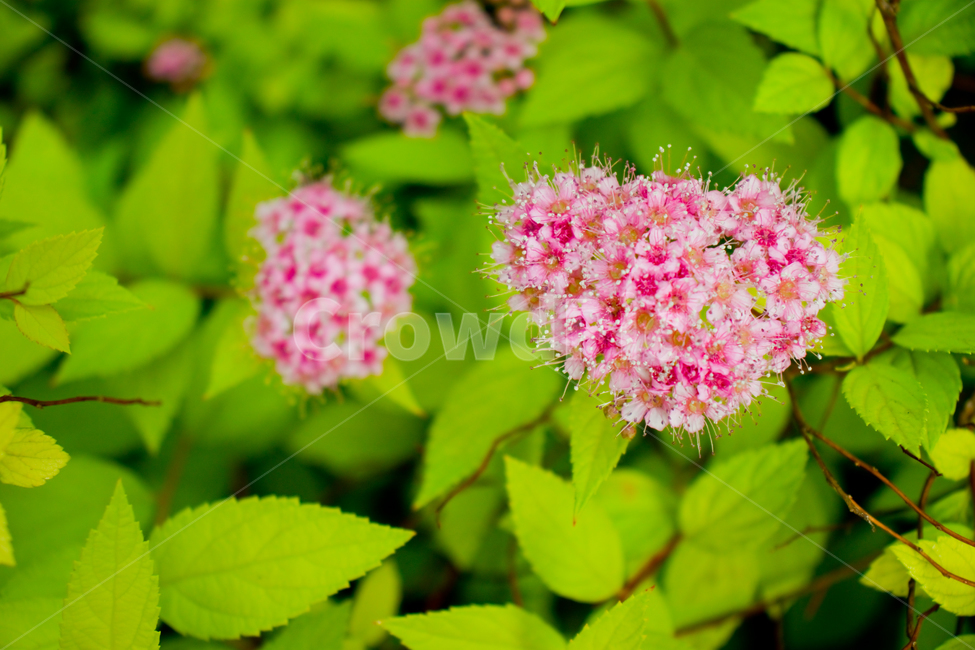 황금조팝나무,꽃,봄,식물,자연,황금조팝꽃,황금조팝나무꽃,일본조팝나무,만개,봄꽃,활짝핀꽃,꽃사진,꽃이미지,꽃배경,자연배경,야외,계절,활짝핀,봄풍경,아름다운,예쁜,아름답다,아름다움,예쁘다,성장,순수,순수한,배경,바탕,백그라운드,공원,정원,뜰,신선,신선한,신선함,싱싱,잎,꽃잎,핑크,핑크색,분홍,분홍색,분홍꽃,분홍색꽃,핑크색꽃,녹색,초록색,초록,연두,연두색,흐린날,흐린날씨,goldenbridalwreath,flower,spring,japaneseflowers,natural,nature,plant,pink,green,petal,garden,outdoor,beautiful,background,fresh,freshness,leaves,leaf,bloom,blossom,greenbackground,greenleaves,wild,여름,summer,시즌,season,식물,자연,plants,nature,꽃,flower