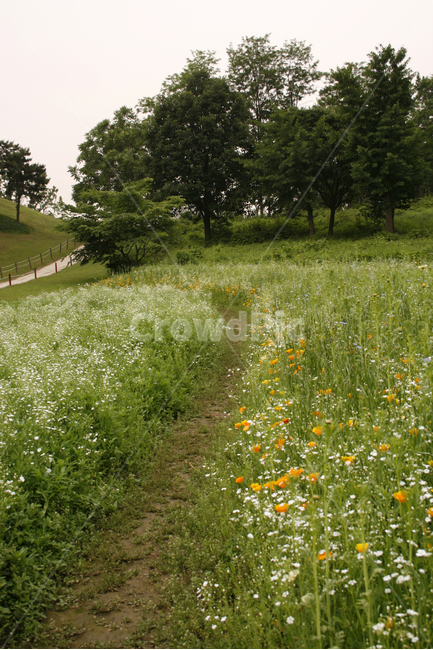 개양귀비,안개꽃,식물,flower,plants,nature,꽃,꽃봉오리,꽃밭,꽃길,공원,자연,풍경,nature,landscape,grassland,목초지,outdoors,옥외,field,들,farm,농장,rural,농촌,meadow