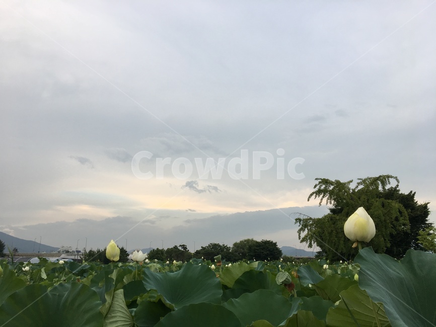 연꽃,자연,여름,하늘,꽃,봉오리,lotus