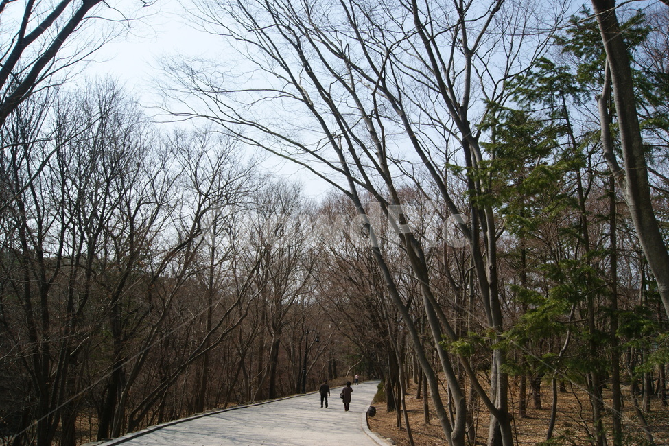 자연,풍경,landscape,nature,휴식,rest,season,산책,경주,산책로,한국,나무,겨울,초겨울