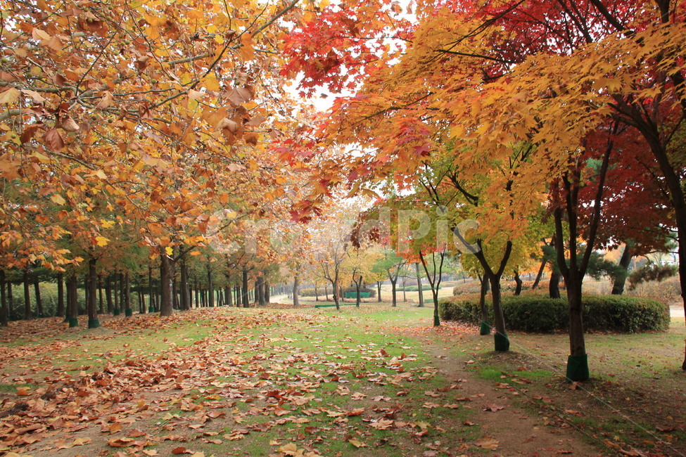 tree,나무,단풍,잎,공원가로수길,가을,계절,fall,autumn,season,자연,풍경,nature,landscape,plant,식물,maple,leaf