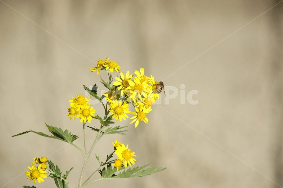 꽃,벌,가을,autumn,bee,식물,곤충