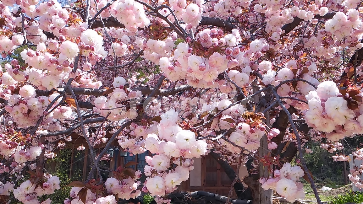 겹벚꽃,꼴,blossom,flower,탐스러움,싱싱함,사랑스러움