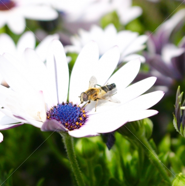 꽃,봄,개화,꽃봉오리,식물,벌,곤충,접사,꿀,식물,자연,plants,nature,동물,animal,곤충,벌레,insect,bug,꽃,flower