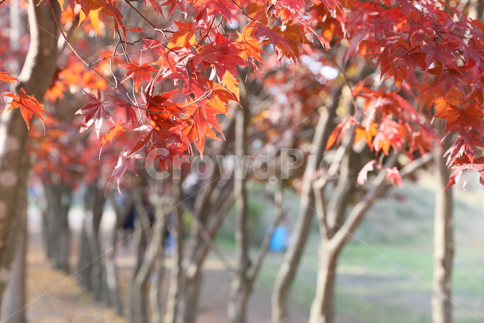 숲,단풍,풍경,가을,나무,식물,가을,계절,fall,autumn,season,식물,자연,plants,nature,나무,trees,wood,plant,leaf,잎,tree