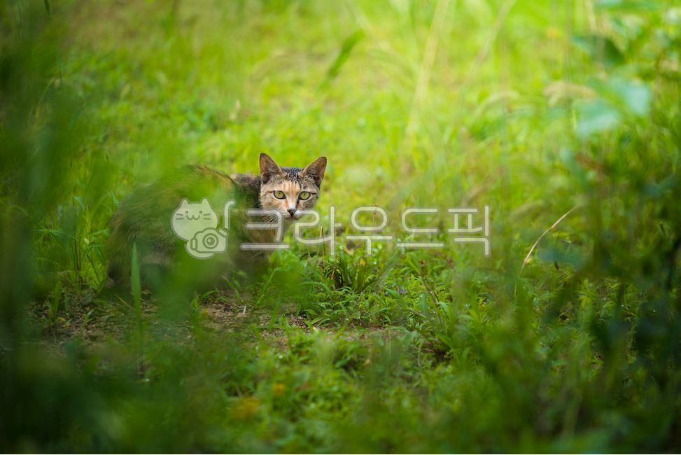 고양이,냥이,반려동물,애완동물,길냥이,동물,포유류,cat,kitty,kitten,mammal,animal,pet,실외