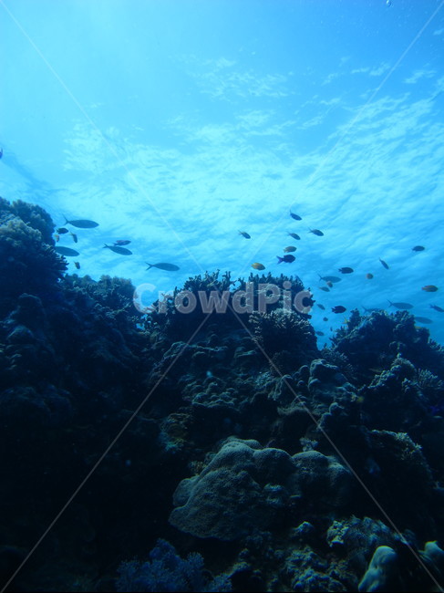 nature,자연,water,물,sea,바다,outdoors,ocean,대양,sealife,해양생물,reef,암초,coralreef,산호초
