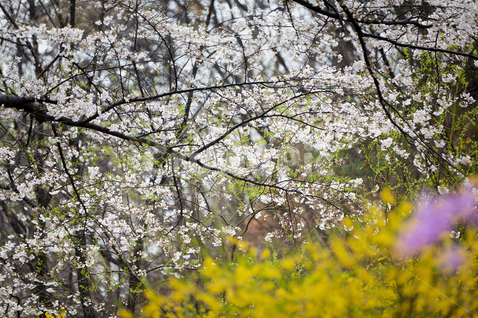 벚꽃,봄꽃,벚꽃터널,봄의전령사,벚꽃군락,벚나무,봄,계절,spring,season,자연,풍경,nature,landscape,plant,식물,blossom,꽃,cherry blossom,flower