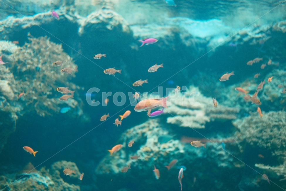 수족관,물고기,금붕어,바다,바닷속,동물,animal,어류,물고기,fish,색깔,색상,색채,색감,color sense,color sensitivity,feeling of color