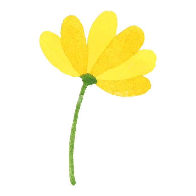 꽃,봄,수채화,식물,꽃잎,자연,손그림,여름,귀여운,예쁜,일러스트,yellow,노랑,illustration,flower,daisy,데이지,spring,watercolor,blossom,plant,petal,cute,꽃,flower,누끼,remove background