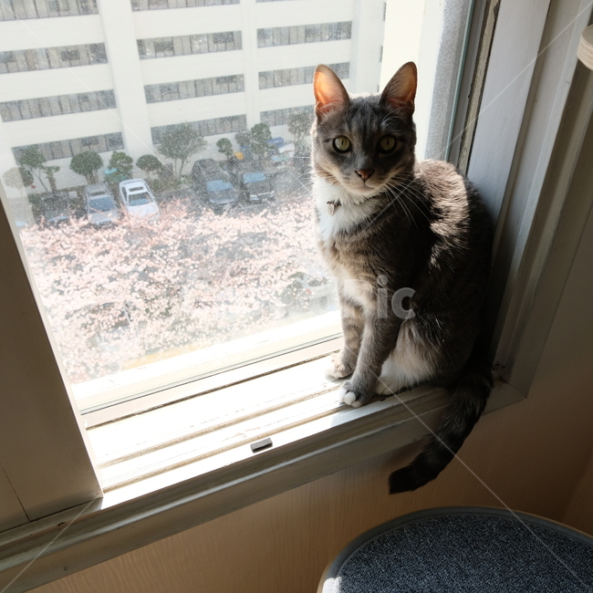 고양이,동물,창가,반려묘,반려동물,cat,animal