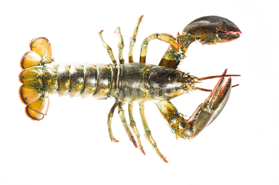 seafood,해물,sealife,해양생물,lobster,동물,animal,음식,랍스터,food,음식,식재료,요리,food,cook,meal,dishes,food reserves