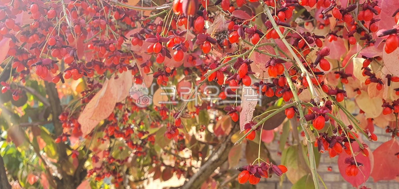 빗살나무,화살나무,tree,나무,leaf,잎,열매