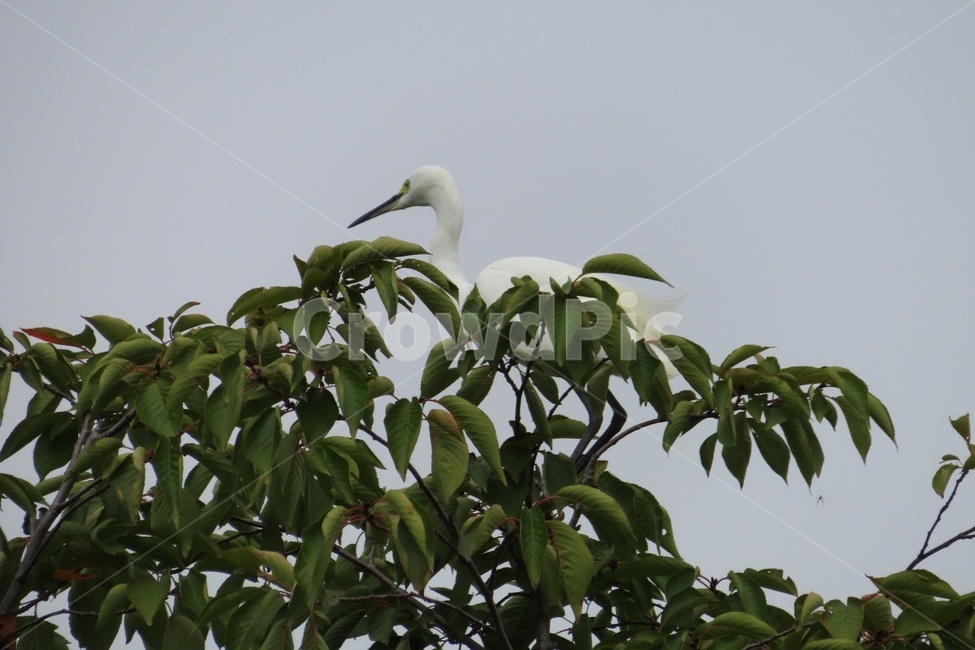 새,흰새,bird,animal,동물,waterfowl,물새,백로,동물,animal,조류,새,birds
