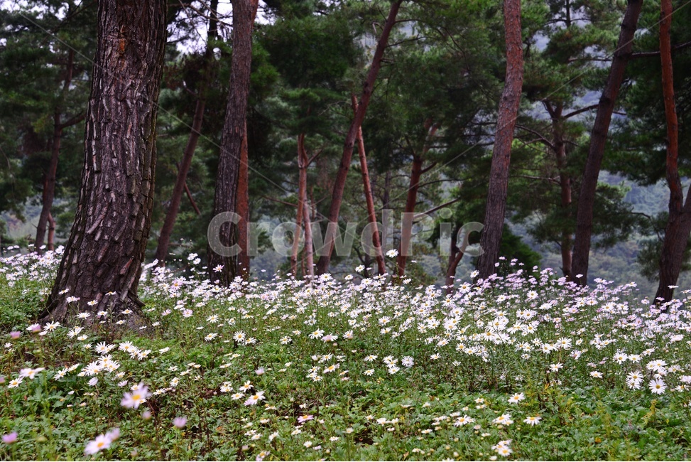 정읍,구절초공원,구절초,공원,빛내림,안개,plant,식물,tree,나무,treetrunk,나무줄기,축제,자연,풍경,nature,landscape