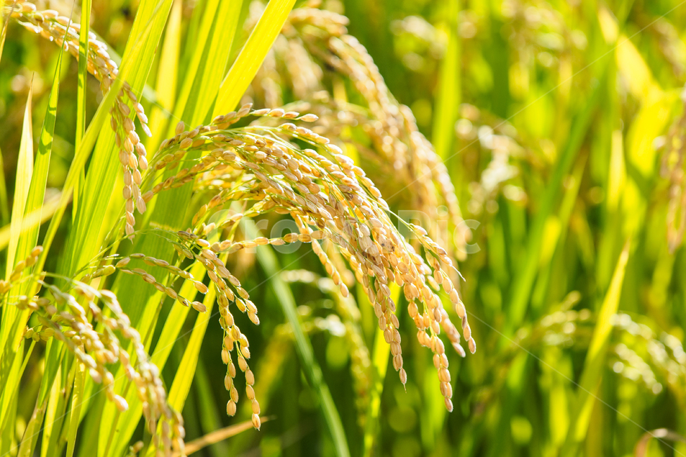 벼,농사,논,노란벼,추수,식물,자연,plants,nature,산업,industry,industrial,농업,농사,agriculture,farming,farming industry