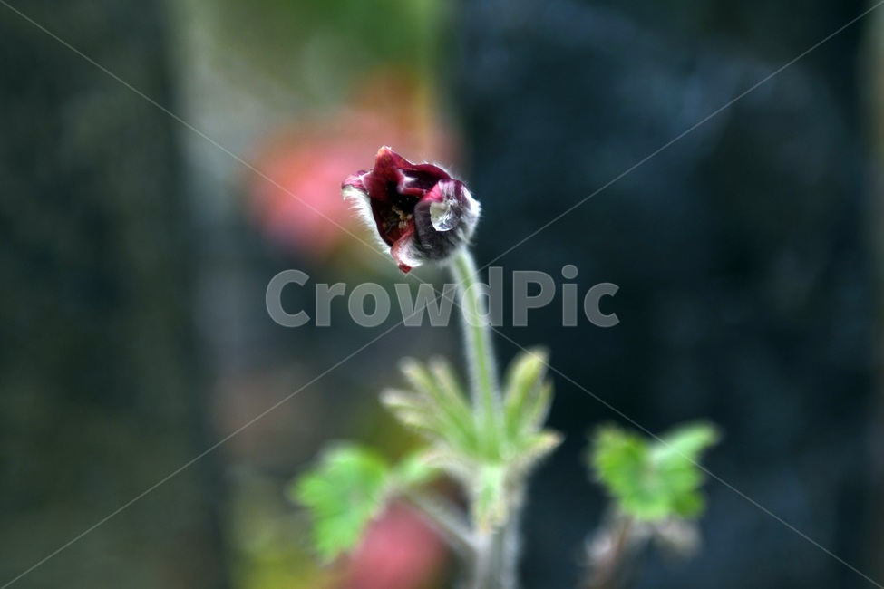식물,꽃,감성사진,자연,flower,꽃사진,봄,봄꽃,계절,빗방울,비,감성,4월,spring,힐링,자연풍경,풍경,봄,계절,spring,season,식물,자연,plants,nature,꽃,flower,plant
