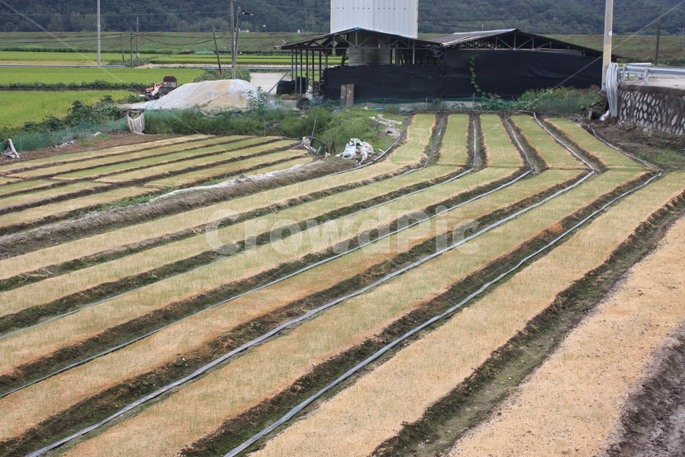 논,밭,field,farm,dryfield