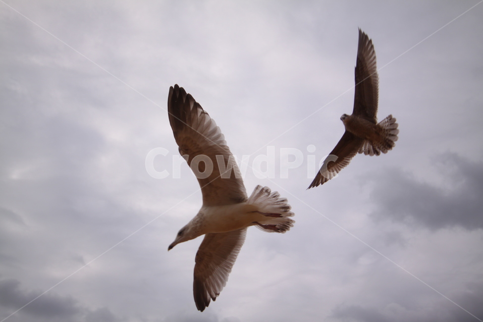 갈매기,바다,바닷가,해변,날개,자연,풍경,nature,landscape,동물,animal,조류,새,birds,bird,flying,나는