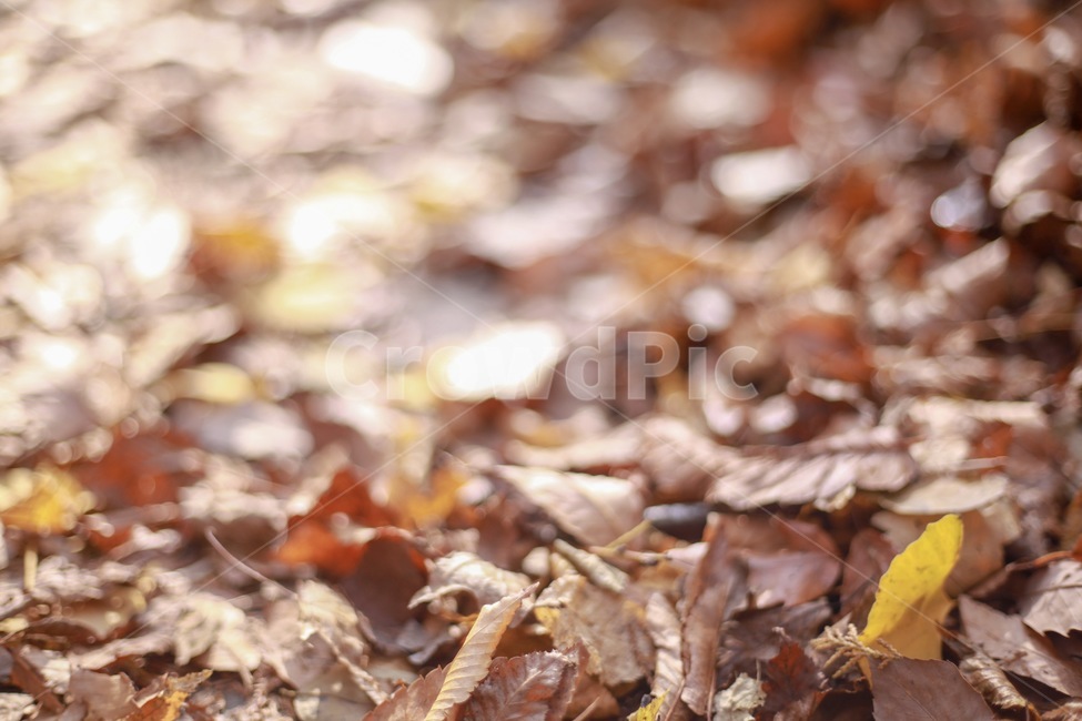 낙엽,가을,자연,잎,나뭇잎,가을,계절,fall,autumn,season