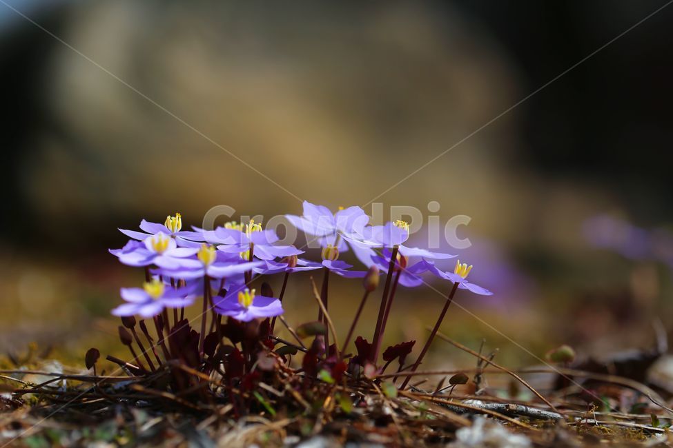 Corolla plant,Songnisan Mountain,spring flowers,Gyeongbuk,Level 2 protected species,Sangju,repayment,flower