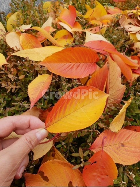 가을,가을풍,낙엽,나무,tree,autumn,fallenleaves,가을,계절,fall,autumn,season,식물,자연,plants,nature,plant,leaf,잎