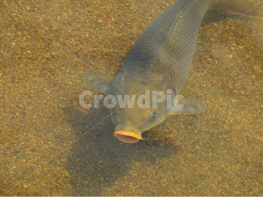 강,호수,물고기,생선,물,동물,animal,어류,물고기,fish