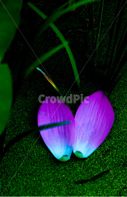 연꽃잎,낙화,개구리밥,습지,문양,무늬,패턴,식물,자연,plants,nature,꽃,flower