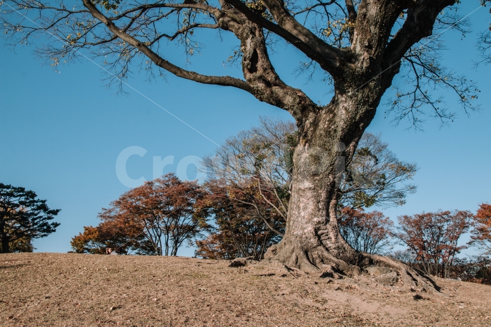 가을,나무,가을하늘,하늘,감성,tree,korea,autumn,winter,가을,계절,fall,autumn,season,식물,자연,plants,nature,나무,trees,wood,tree trunk,나무 줄기,plant