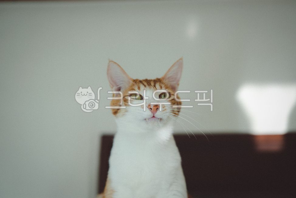 고양이,반려동물,애완동물,포유류,코리안숏헤어,pet,cat