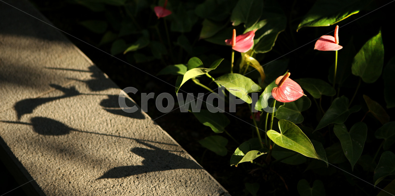 꽃,그림자,빛,식물,picture,plant,flower,landscape